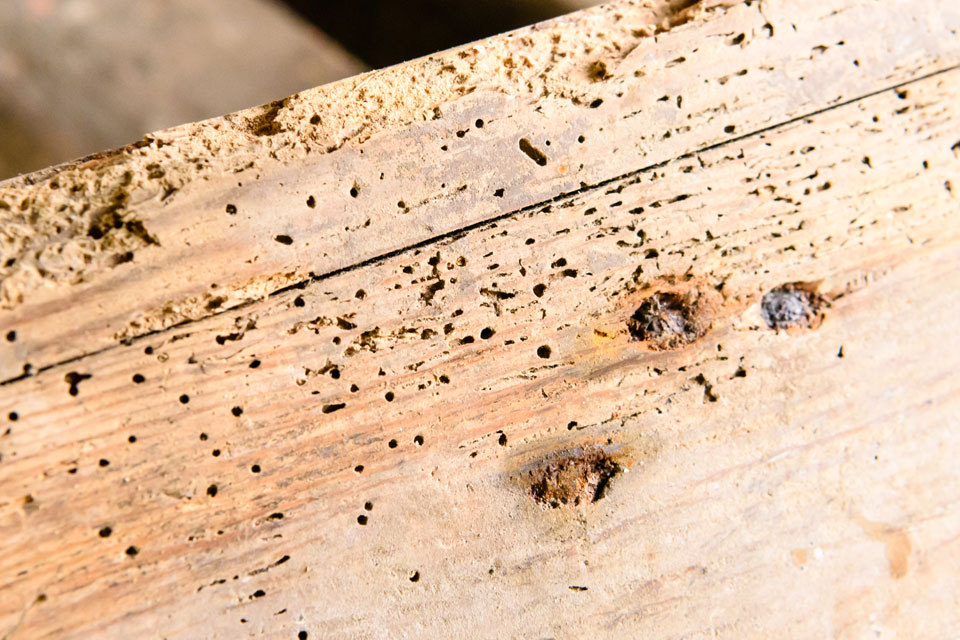 RID Damp Proofing Woodworm